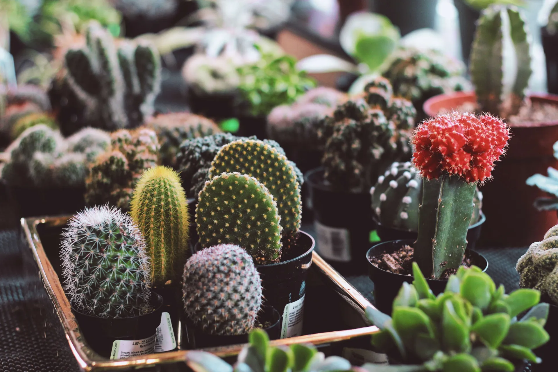Coltivare Cactus 6