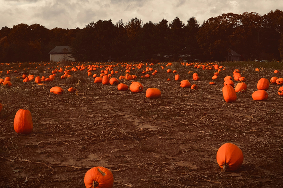 900X600agosto 10066 1