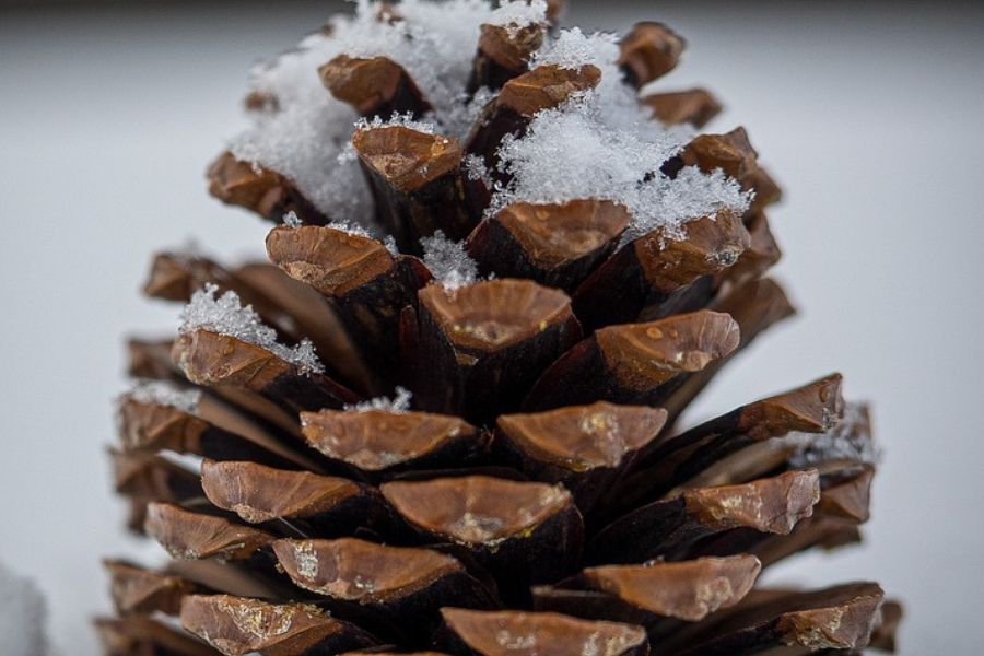 Natale In Famiglia Progetto Senza Titolo 65 13503 1