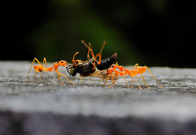 Eliminare Le Formiche 5