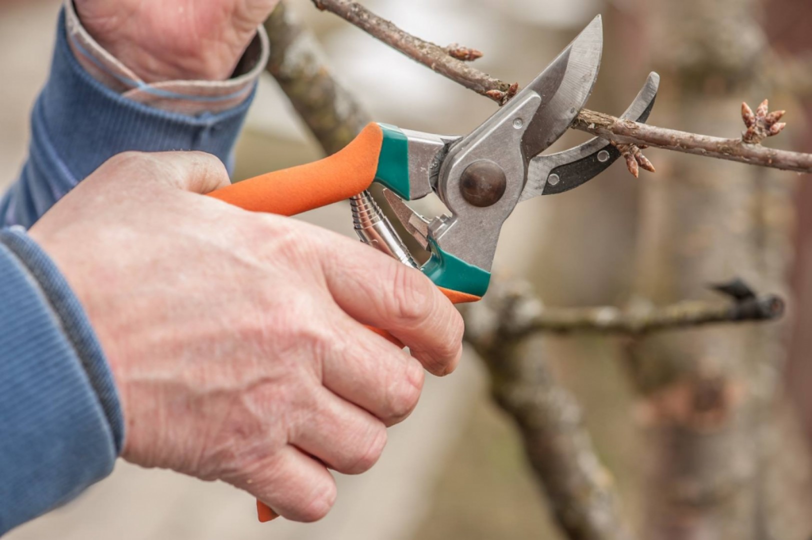 Eurobrico Blog Innesti Giardino 3