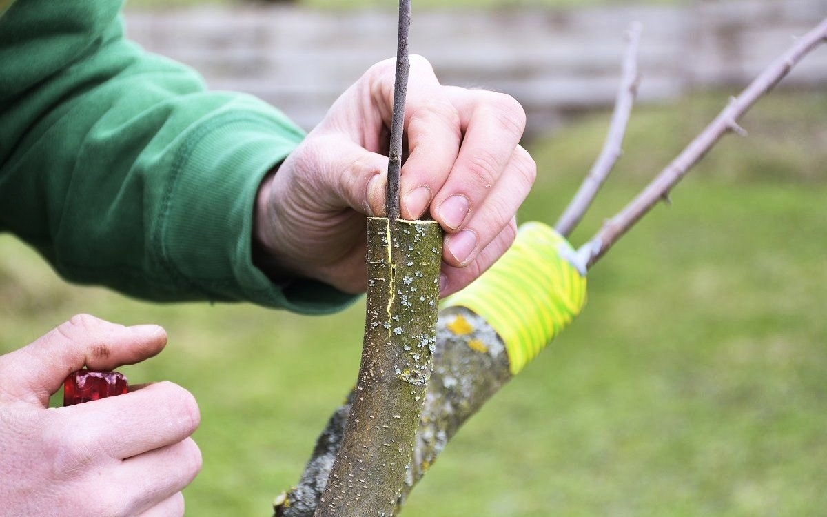 Eurobrico Blog Innestare Piante 4