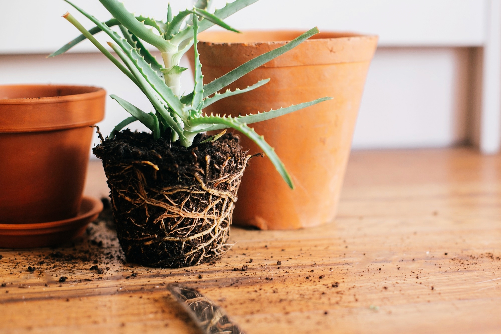 Eurobrico Blog Rinvaso Piante 2