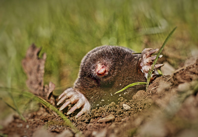 Guida Come Creare Trappola Talpe 7