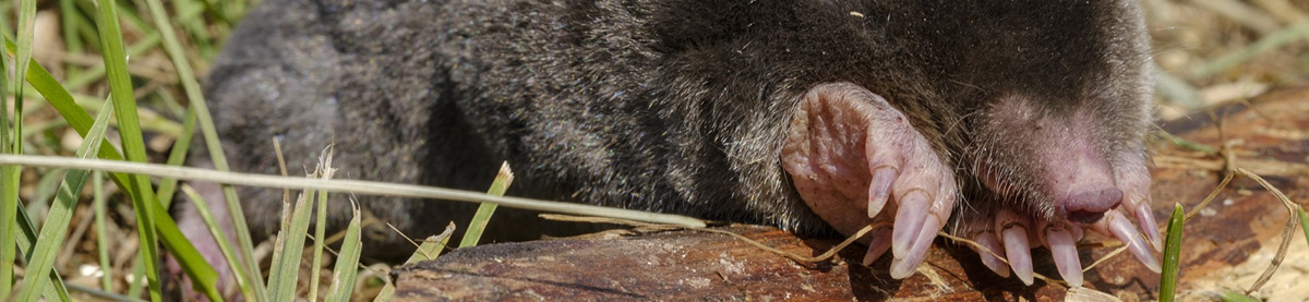 Guida Come Creare Trappola Talpe 9