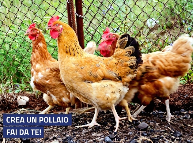Crea Pollaio 01