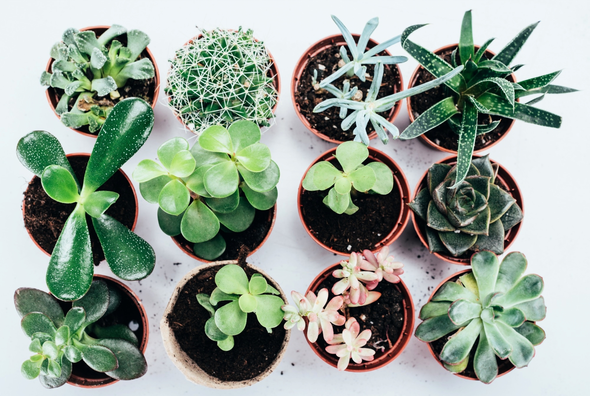 Coltivare Cactus 1