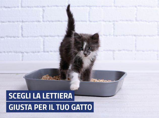 Scegli La Lettiera Giusta 630X467 Gattopng 11327 1