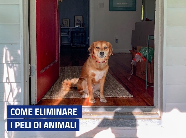 630X467 Blog Pelianiamli 10760 1