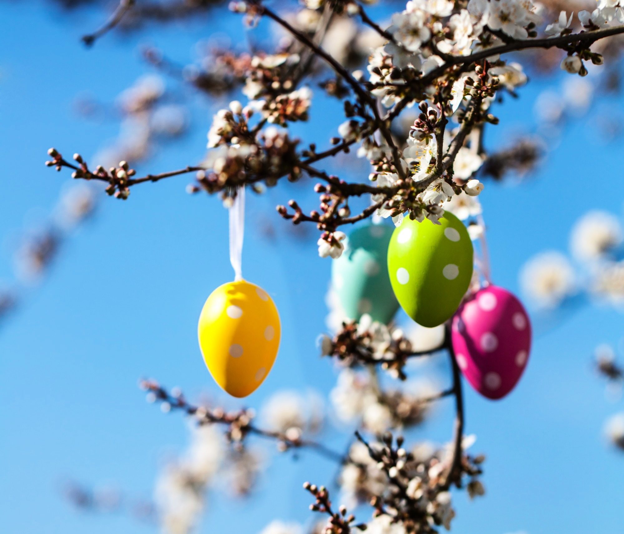 Pasqua Decorata 5