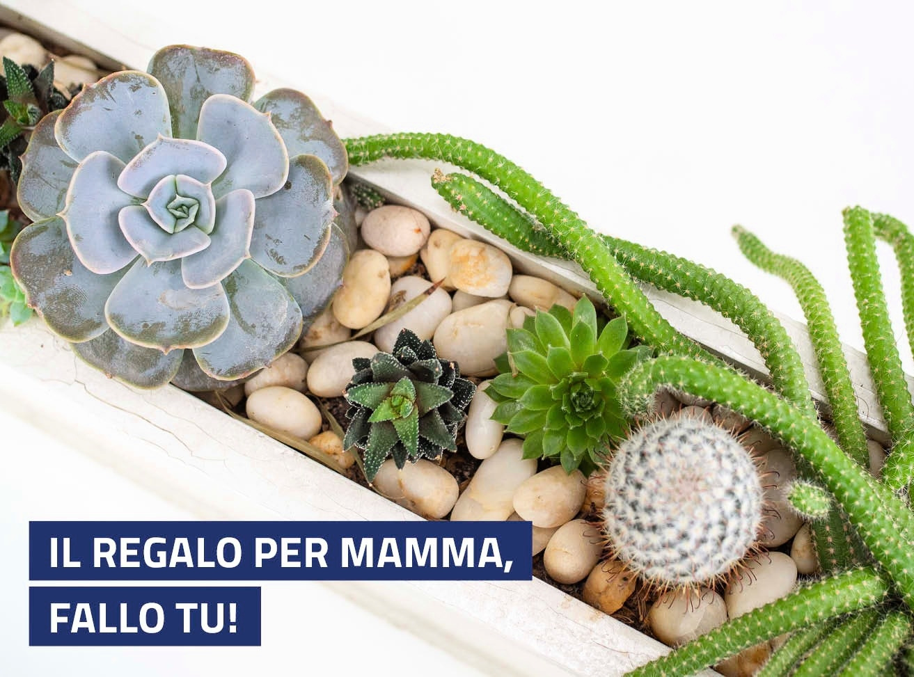 Mamma 630X467px 1 11505 1