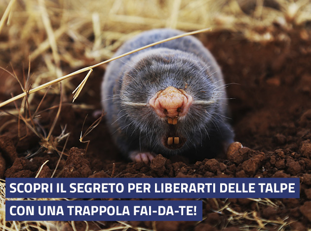 Guida Come Creare Trappola Talpe 1