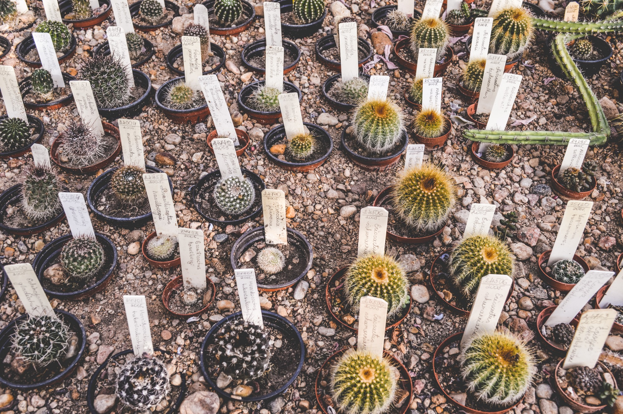 Coltivare Cactus 7
