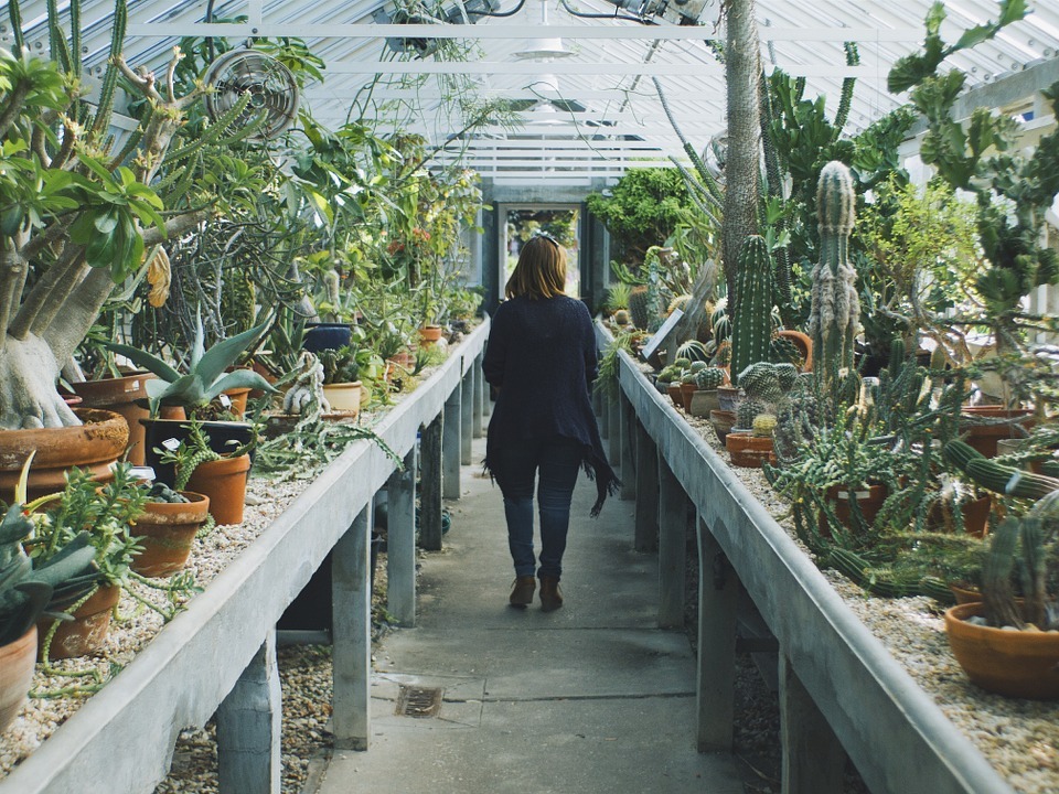 Coltivare Cactus 9