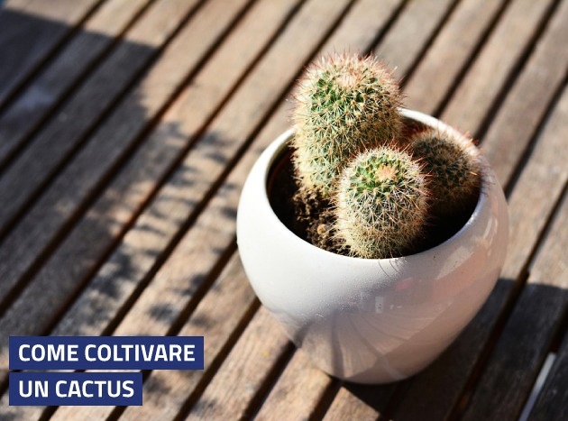 Coltivare Cactus Banner
