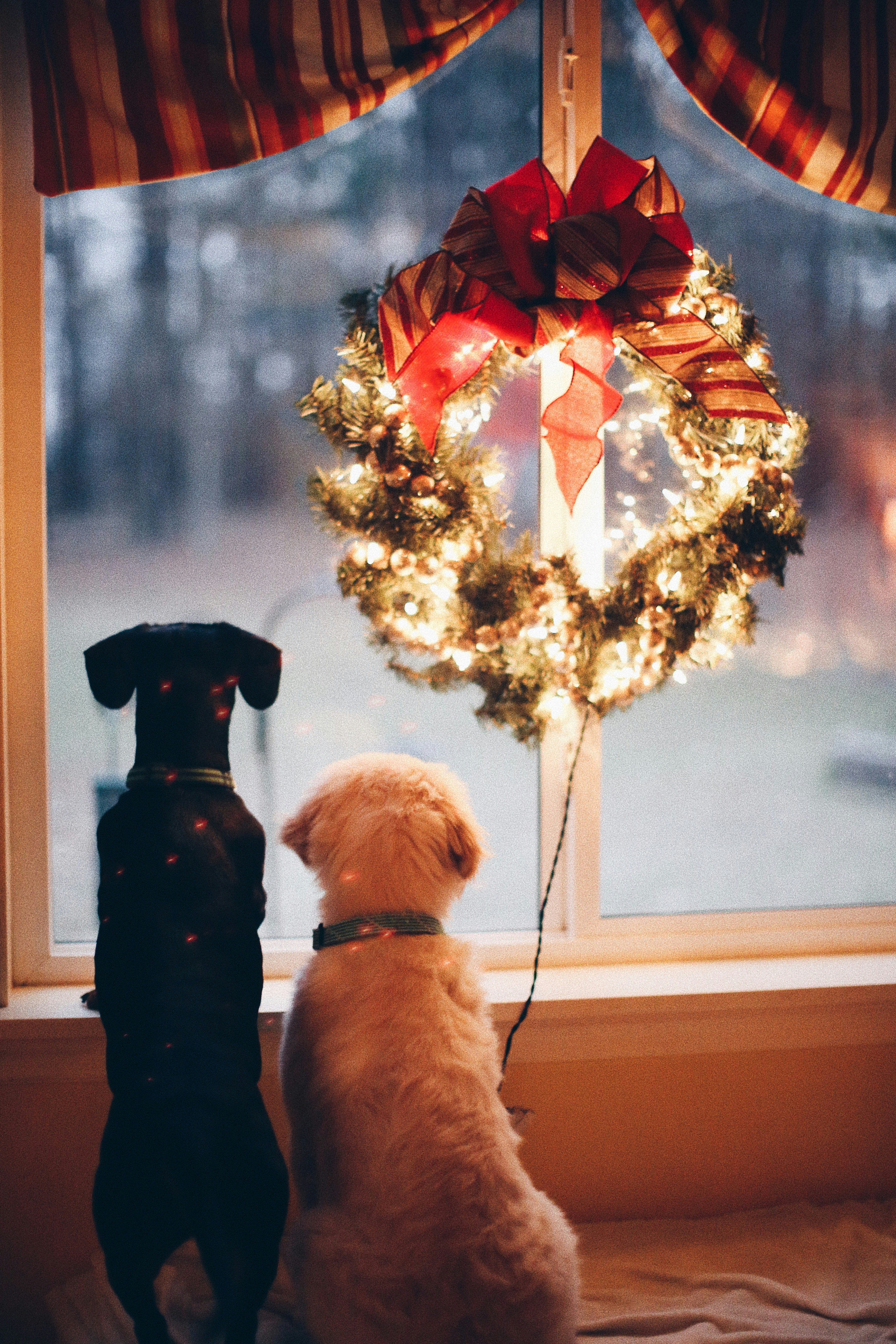 Natale In Famiglia Foto Cane 13503 1