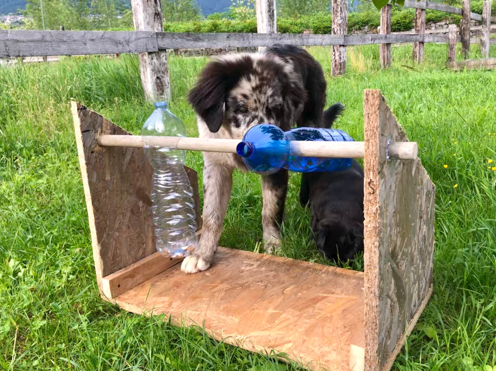 Gioco Per Cani 2