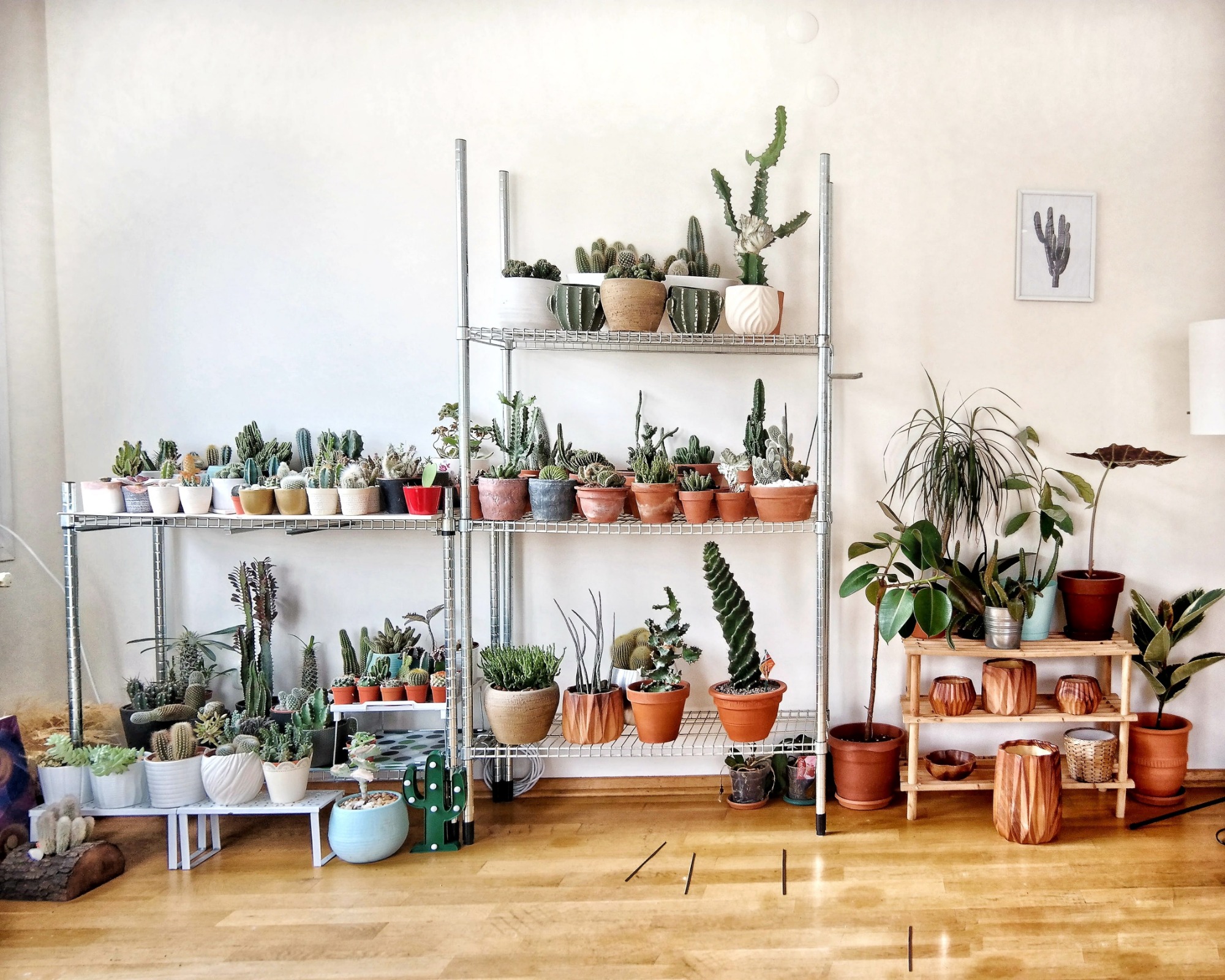 Coltivare Cactus 10