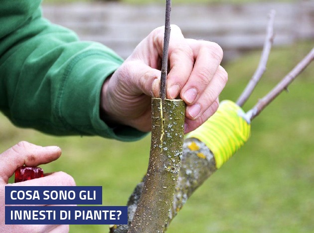 Innesti Di Piante Banner