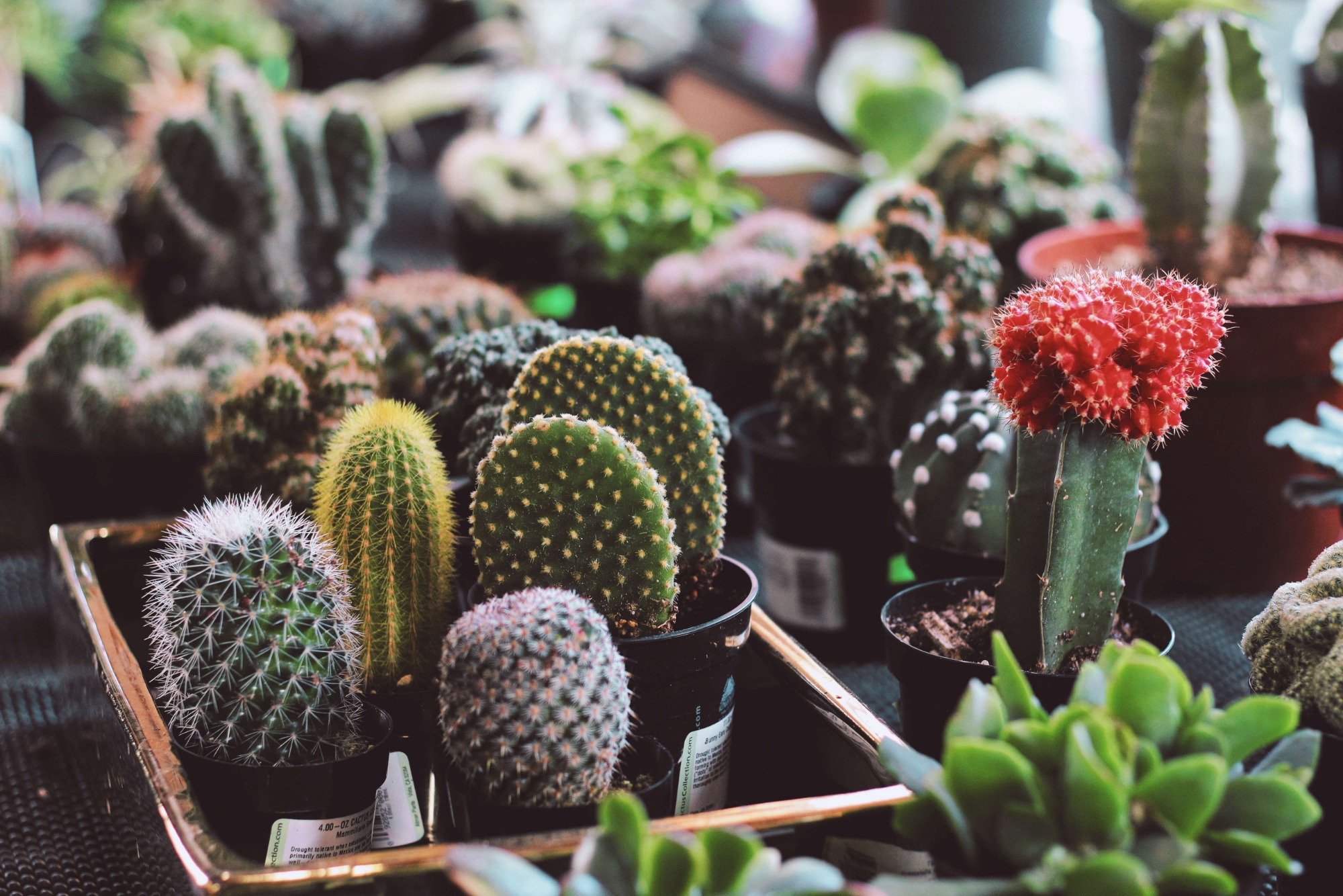 Coltivare Cactus 6