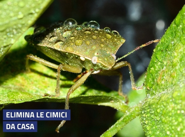 Elimina Le Cimici Banner