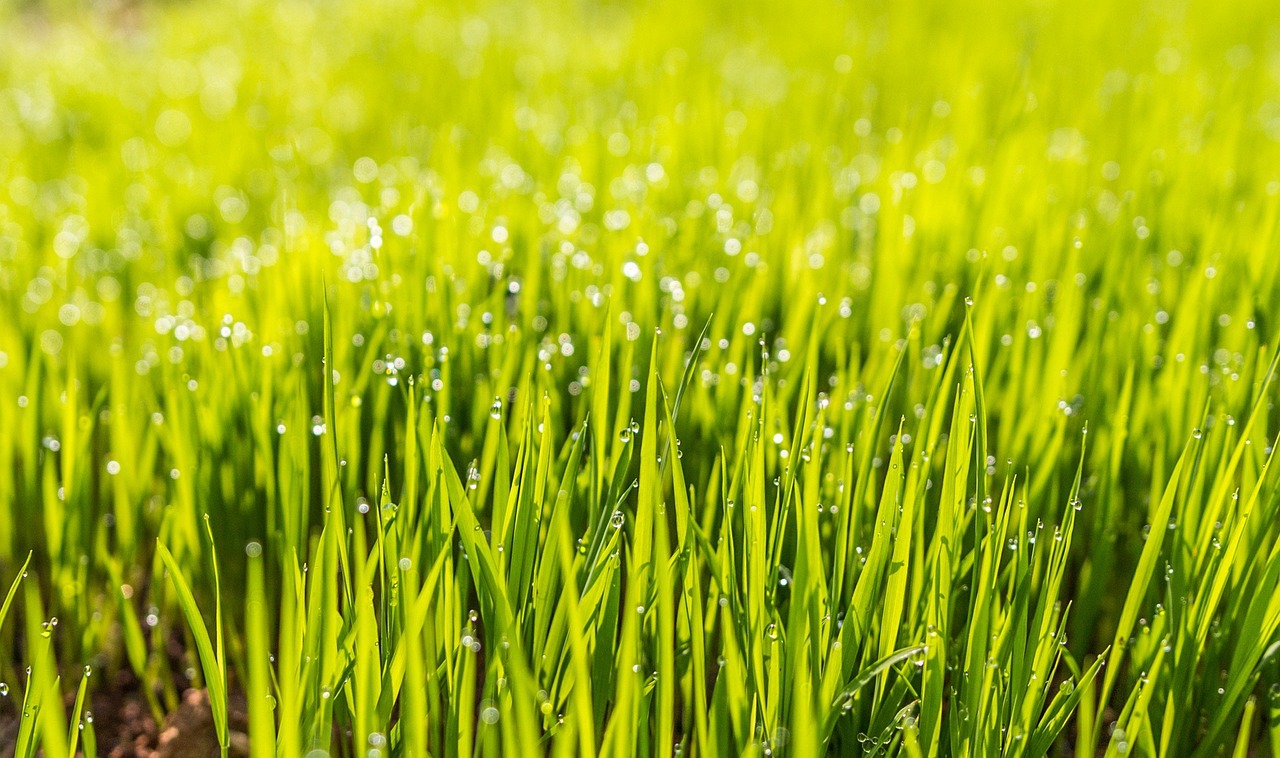Dew 1867519 1280 13621 1